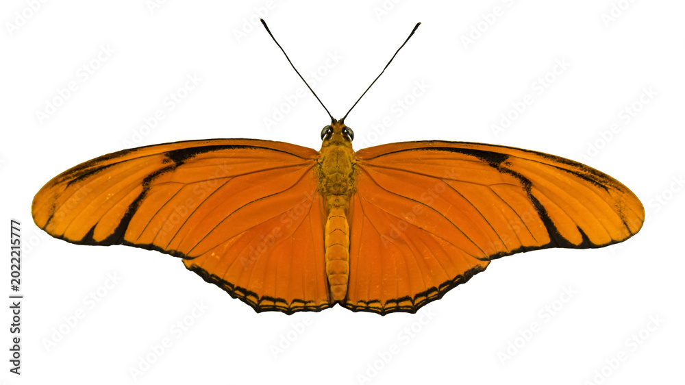Fototapeta premium Julia Heliconian (Dryas iulia) butterfly on transparent background