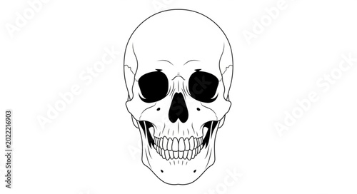 Tableau sur toile Human skull illustration front view isolated on white background.