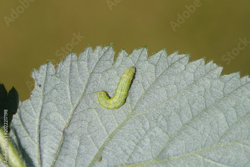 Caterpillar of winter moth (Operophtera brumata). Underside of a raspberry leaf. Family geometer moths (Geometridae). Spring, May, Netherlands.