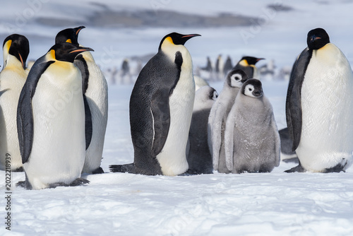 Schilderij op canvas The snow hill emperor penguins, Antarctica