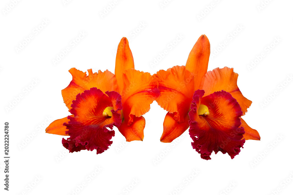 Φωτογραφία Beautiful of red orange cattleya (Rhyncattleanthe Sunshine of Hope) orchid flowe