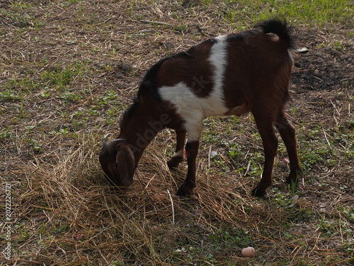 goat on the meadow