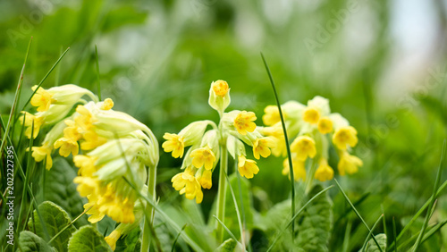 Schilderij op canvas cowslip flowers Primula veris blooming in a lush green meadow