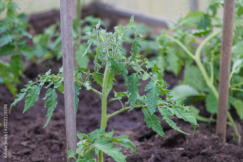 Obraz na plátne A young tomato plant grows in rich soil, supported by a wooden stake