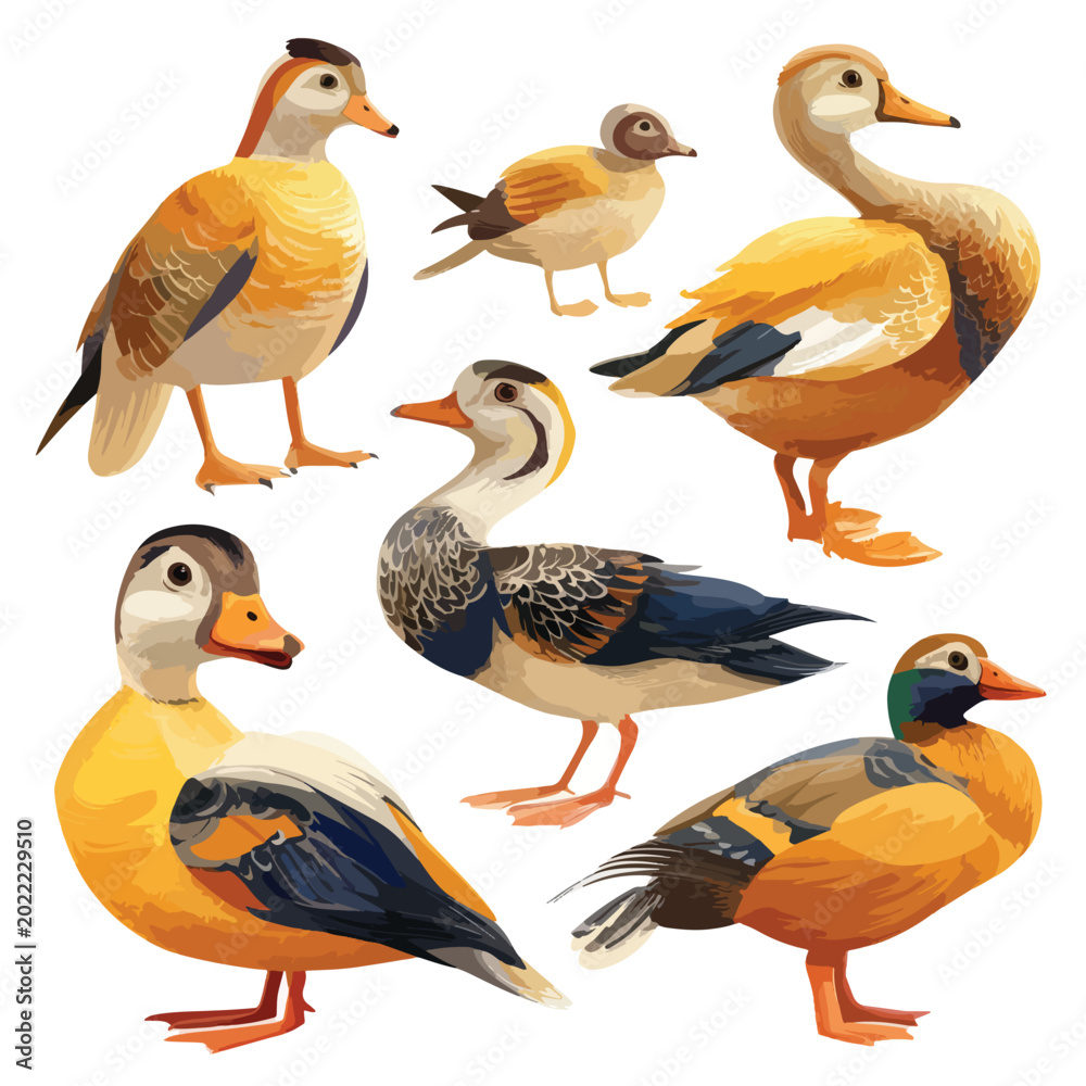 Obraz premium set of ducks