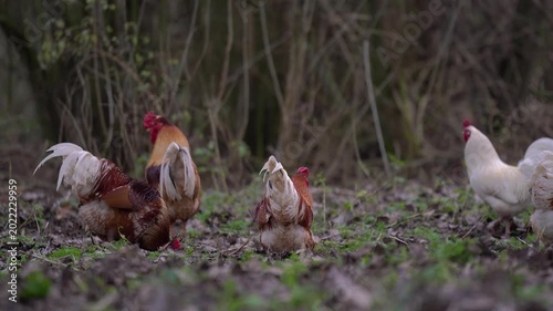 Roosters Perched on Tree Branches in Wild Dutch Forest Environment