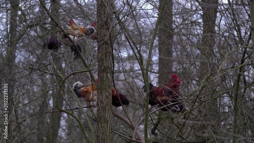 Roosters Perched on Tree Branches in Wild Dutch Forest Environment
