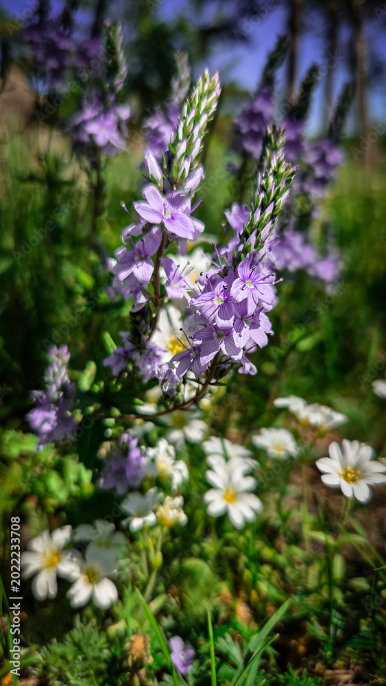 Obraz premium vibrant purple wildflowers bloom in Burabay, Kazakhstan. the rich biodiversity of Central Asian nature during late spring. Great for travel guides or environmental publications