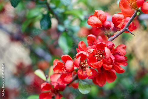Fotografie Vibrant red-orange flowers of the Japanese quince Chaenomeles japonica bloom on a thorny branch in early spring