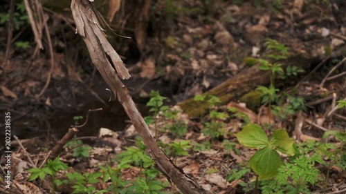 A small stream flowing between moss-covered fallen logs and rocks