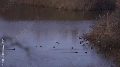 Wild Waterfowl and Ducks Swimming on Calm Lake in Dutch Dunes