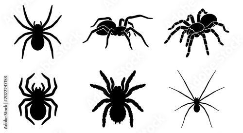 Photos Vector Silhouettes of Six Spiders, Arachnid Icons for Halloween and Horror Theme