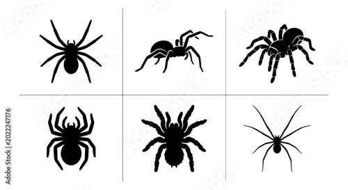 фотографія Six Black Spider Silhouettes, Arachnid Vector Icons for Halloween and Horror The