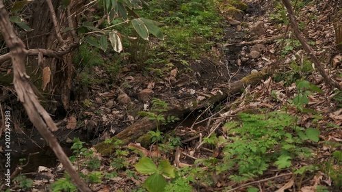 A small stream flowing between moss-covered fallen logs and rocks
