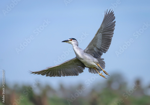 Tableau sur toile Garza bruja volando