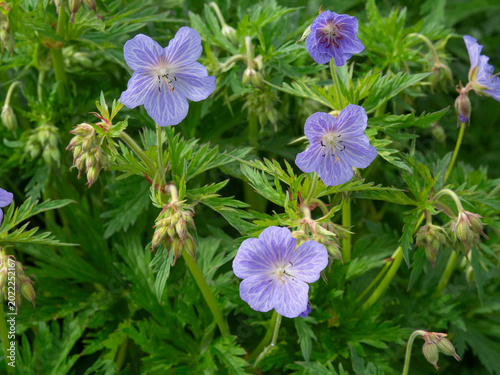 Meadow cranesbill, Geranium pratense, Mrs Kendall Clarke blooming with lavender blue flowers, closeup