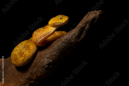 Golden Bush Viper Coiled on Rough Wood Symbolizing Danger and Intense Predatory Focus