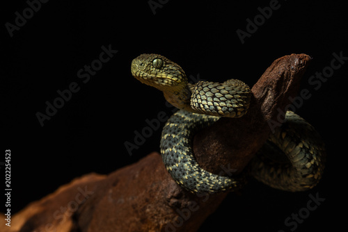 Close Up Portrait of a Rough Scaled Bush Viper Coiled Upon a Gnarled Branch