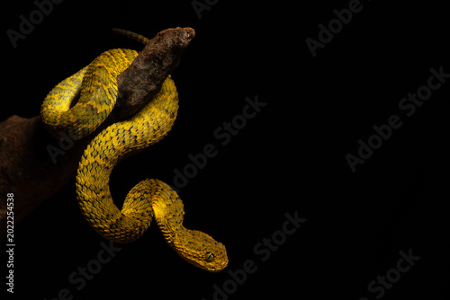 Vibrant Yellow Bush Viper Coiled on Branch A Portrait of Lethal Nature