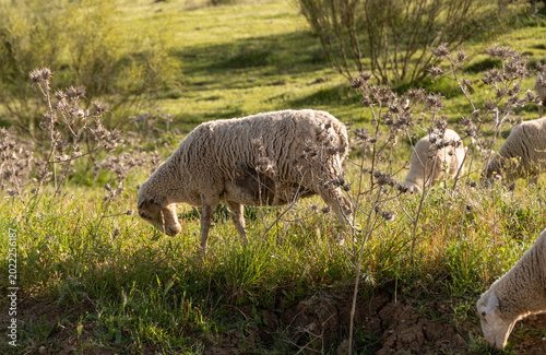 Tableau sur toile Ovejas pastando en paisaje rural de Andalucía
