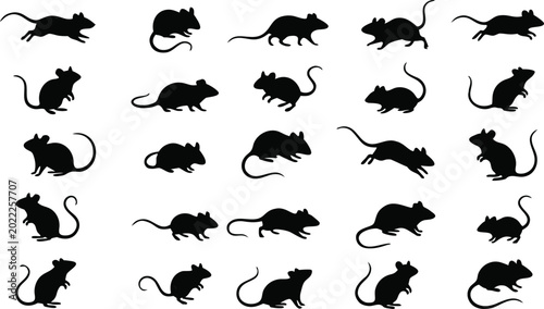Fotografía Large collection of black rat and mouse silhouettes in different poses isolated