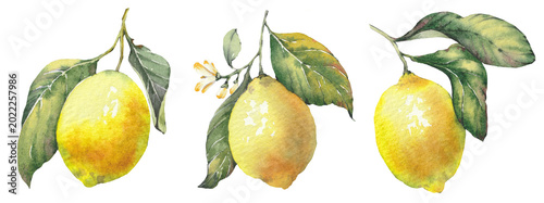Fotografie Hand-painted illustration of a lemon fruits with leaves, watercolor isolated clip art