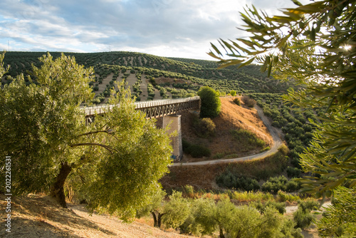 Canvastavla Olives in landscape in summer day in jaen