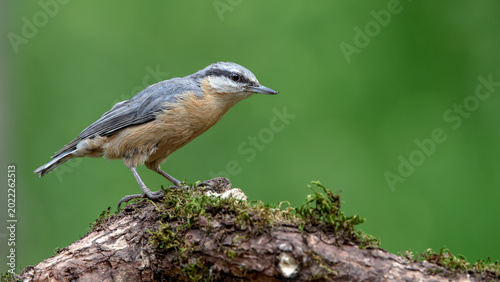 Foto nuthatch bird perched on a mossy branch