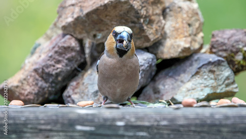 Foto Hawfinch bird feeding on the wooden platform