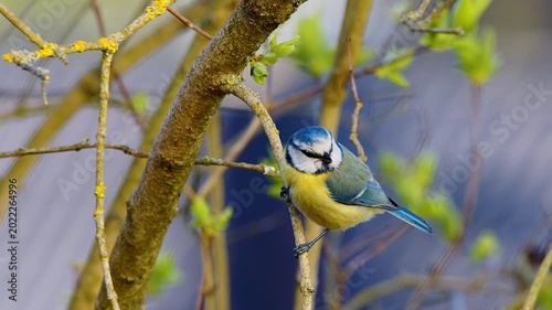 Closeup of Eurasian blue tit hopping on a branch in spring