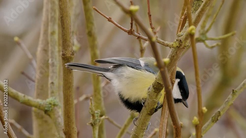 Close-up of a great tit hopping on a branch