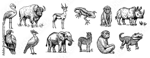 Canvas Print African and wild animals collection including elephant rhino and zebra in hand d