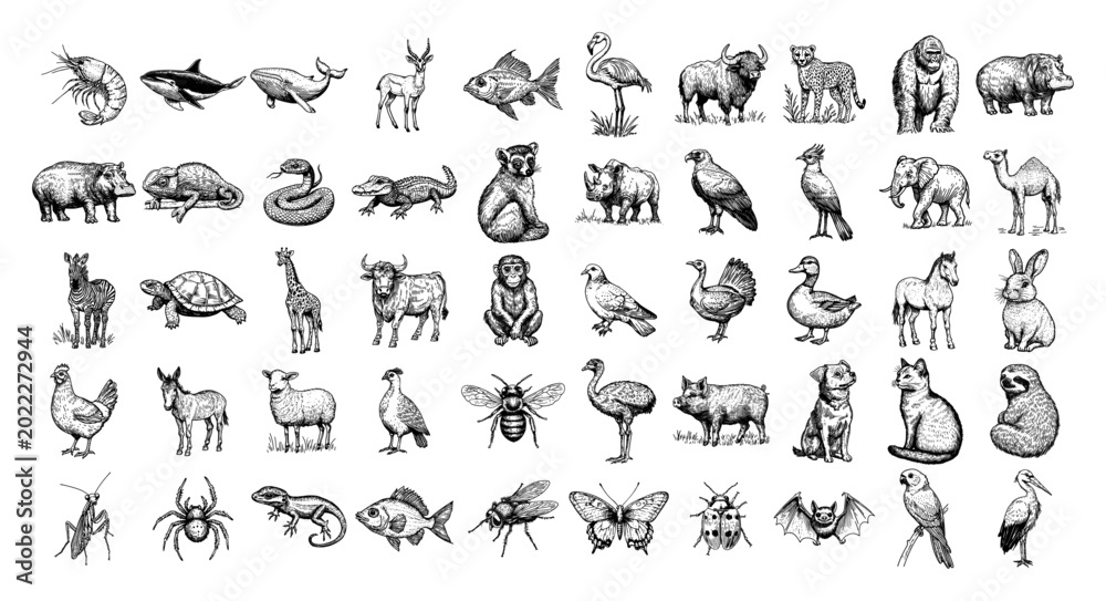 Obraz premium Collection of wild and domestic animals birds insects and sea life in vintage engraving style
