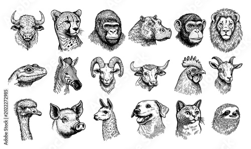 Obraz na płótnie Animal heads collection with farm and wild species in vintage engraving style