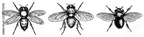 Photos Fly insects collection showing houseflies from different angles in vintage engra