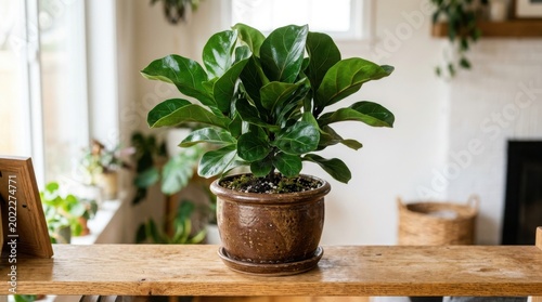 Small green houseplant in a brown pot sitting on a wooden table illustration