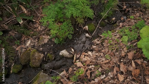 A small stream flowing between moss-covered fallen logs and rocks