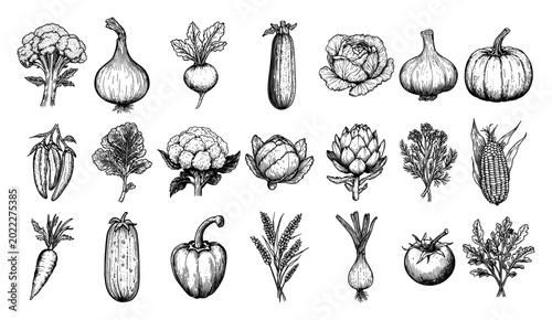 Fresh garden vegetables collection including tomato pumpkin and carrot in vintage engraving style