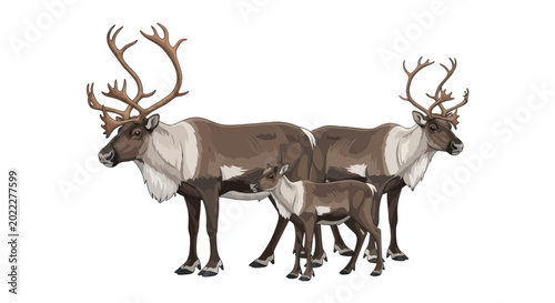 Reindeer Family Portrait: Majestic Stag, Doe, and Calf on White Background