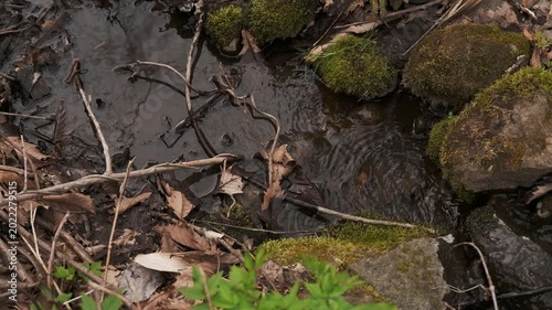 A small stream flowing between moss-covered fallen logs and rocks