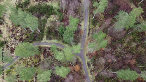 aerial drone shot of dogs running on path topdown woodland dogwalkers conifer topdown shot overcast day