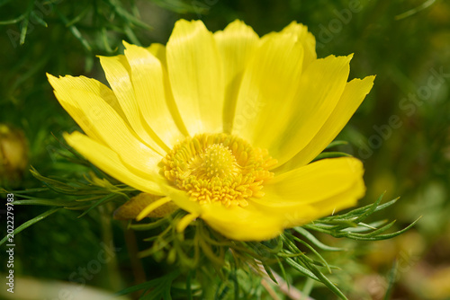 Adonis vernalis is poisonous and beautiful spring wild flower in dry meadow, Sandberg, Slovakia