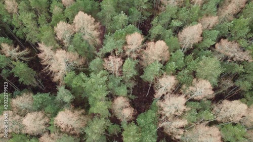 aerial drone shot of commercial plantation community woodland transformation project conifer woodland spruce pine treetops cloudy day