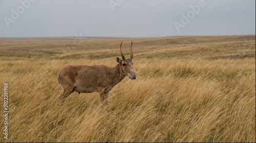 Tableau sur toile Saiga antelope standing in tall steppe grass with tundra horizon