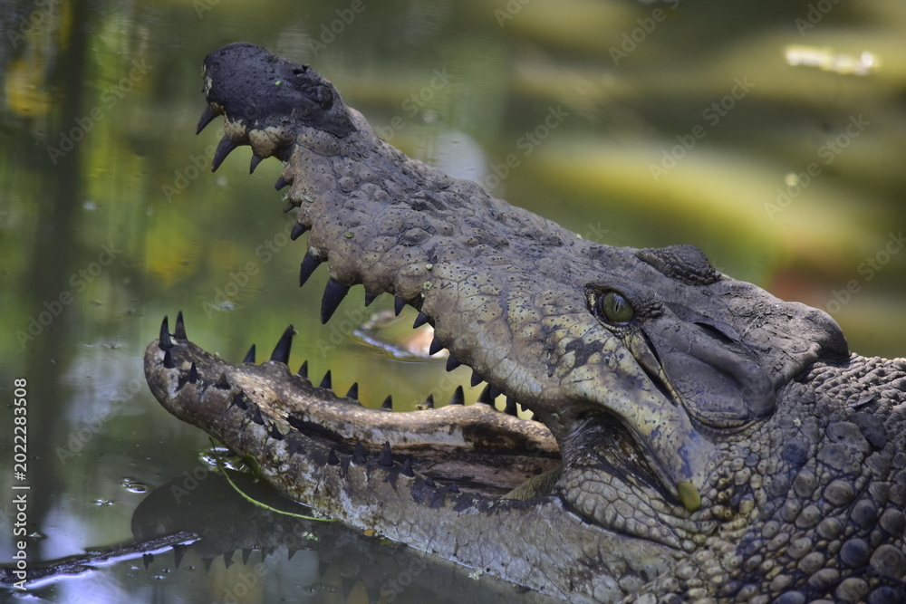 Fototapeta premium The main use of crocodile skin is in the Luxury Fashion Industry such as handbags, wallets, shoes, and belts.