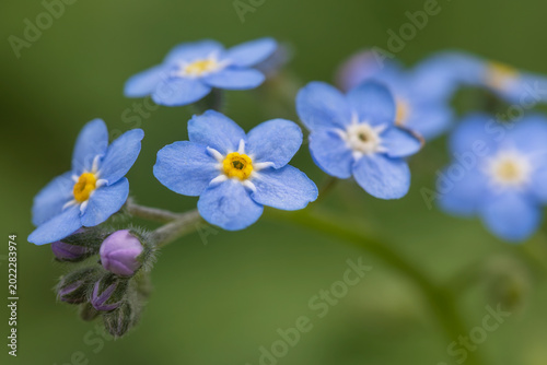 forget me not