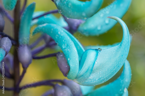 jade vine