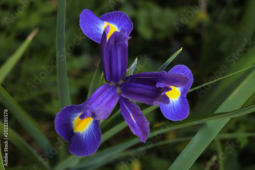 Quadro su tela Purple and yellow Dutch iris flowers in bloom in the garden on summer