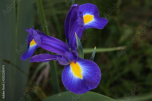 Photos Purple and yellow Dutch iris flowers in bloom in the garden on summer