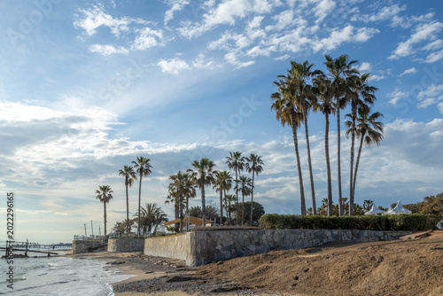 Fotografia Tall palm tree group growing on stone waterfront wall at empty resort beach in sunlight